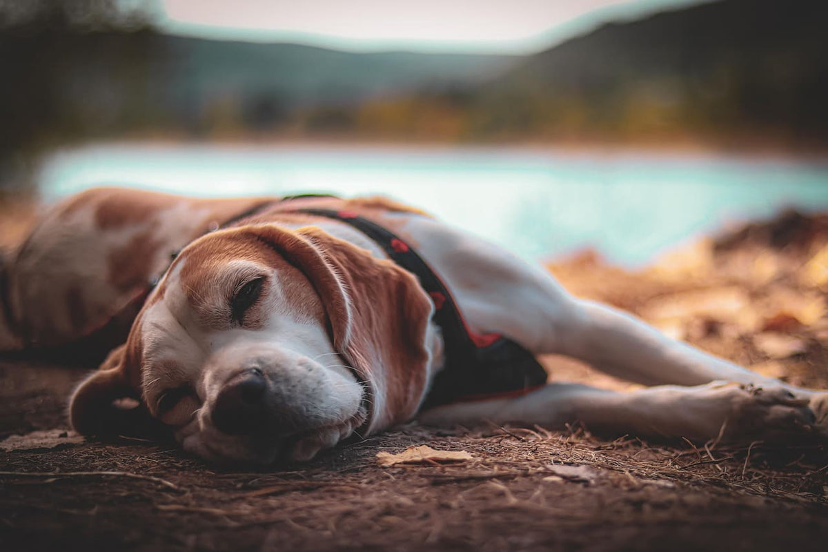Collier chien rouge : un accessoire parfait pour les fêtes