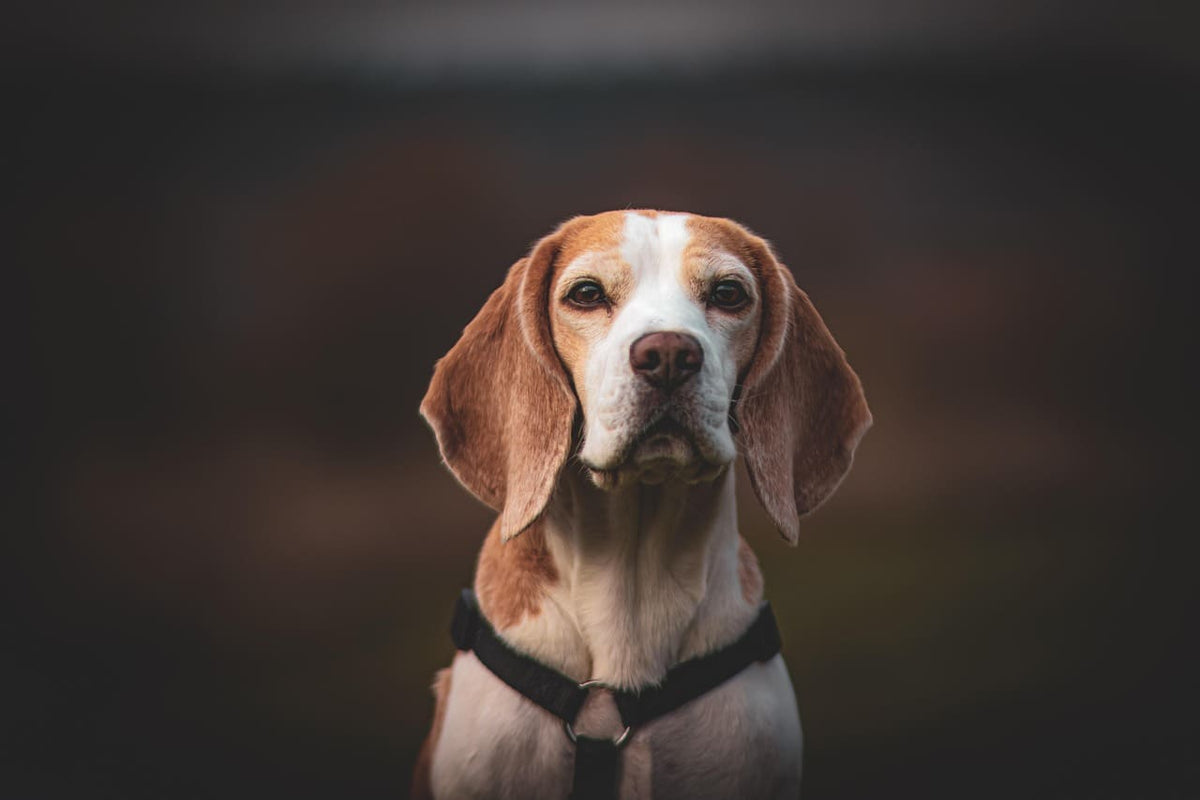 Collier chien personnalisable : le parfait équilibre entre style et sécurité