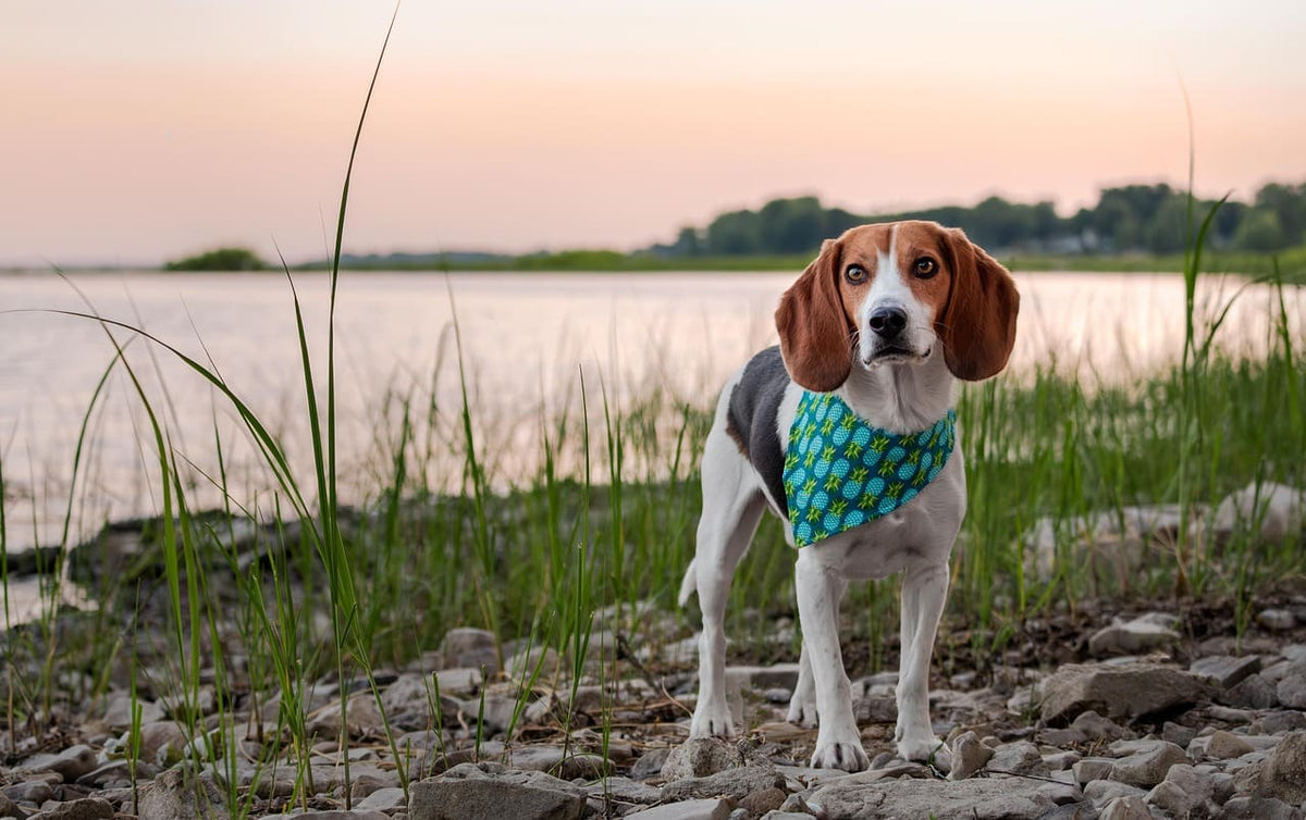 Collier chien personnalisé prénom : le détail qui fait toute la différence