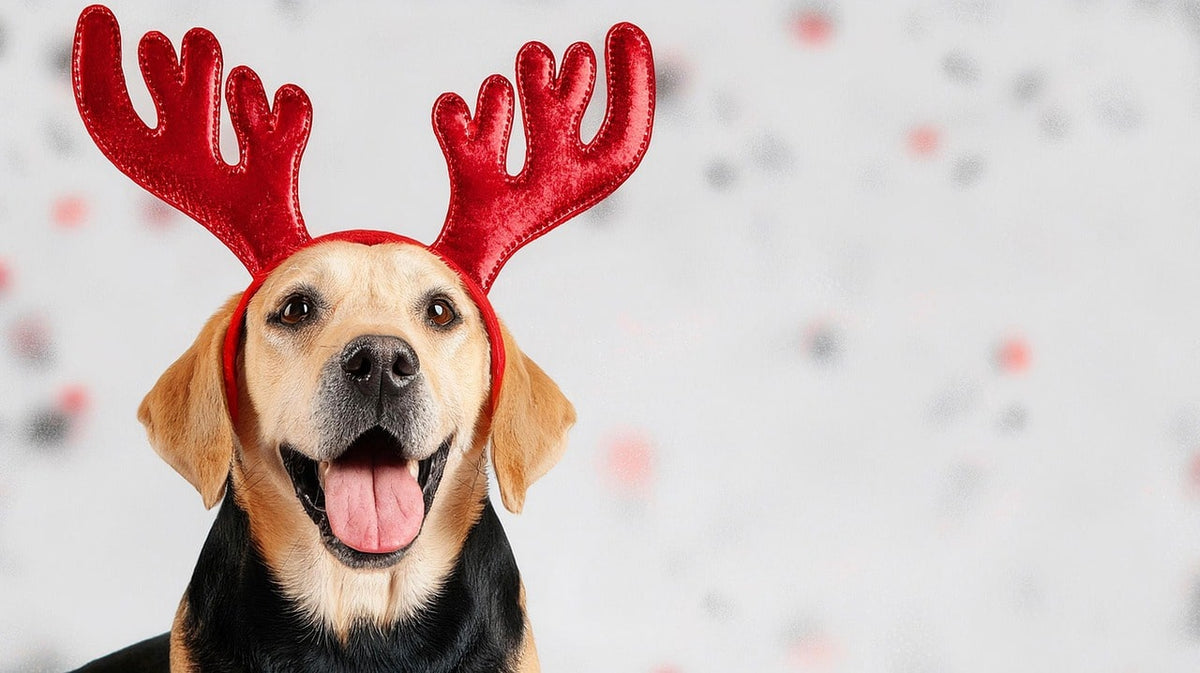 Cadeaux chien pour un anniversaire ou Noël : nos idées douces et utiles