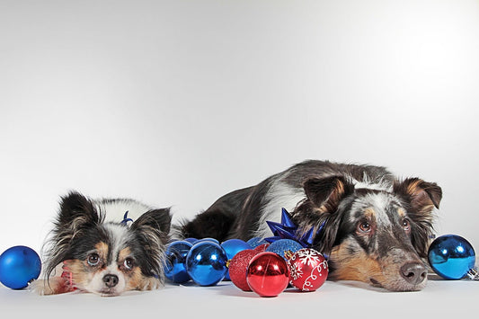 cadeau-pour-chien-artisanale-france