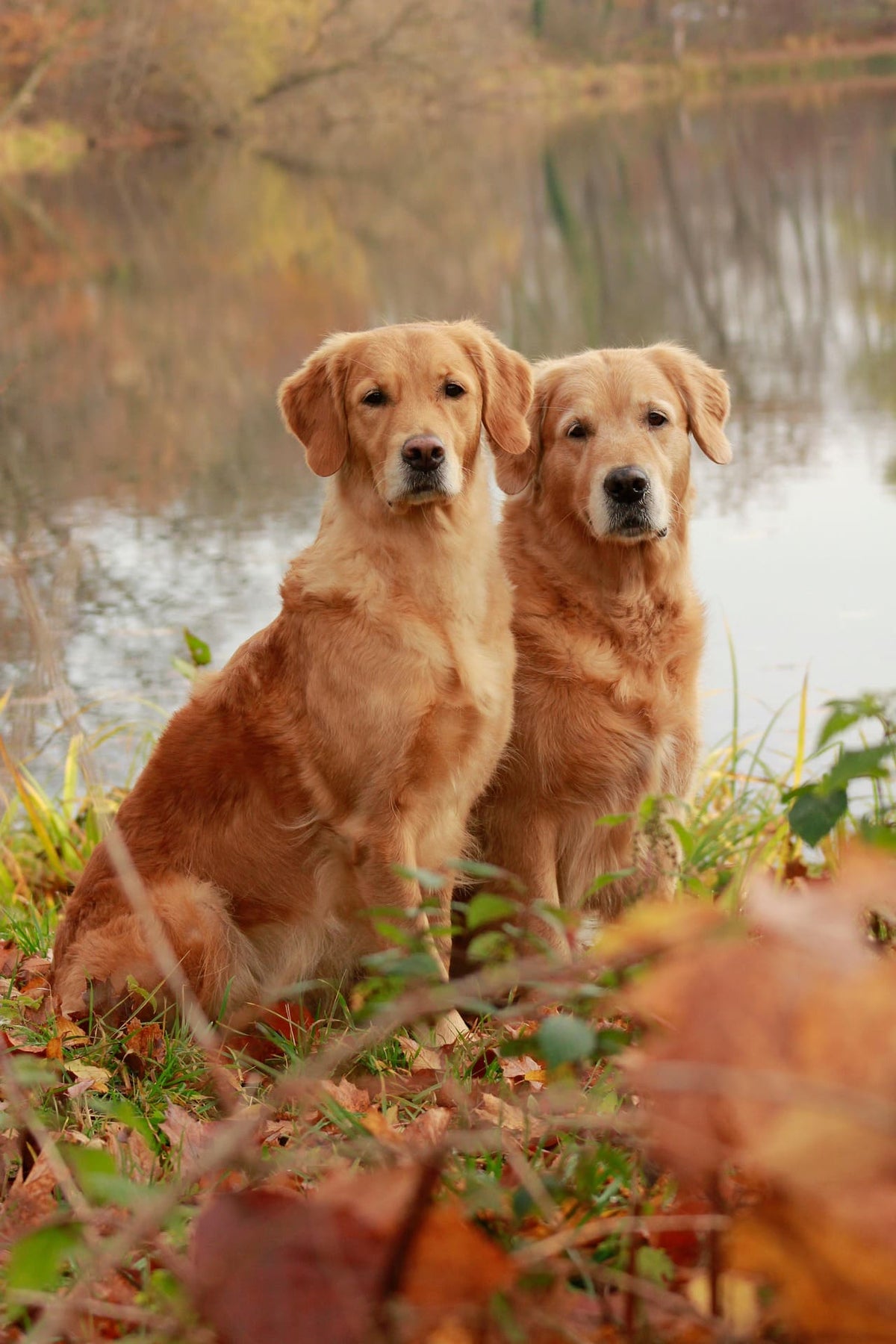 Collier Chien Sur Mesure et Réglable : Le guide des tailles