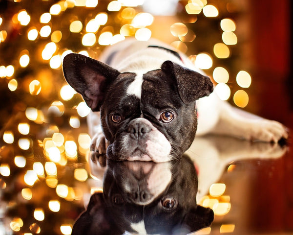 Offrir un cadeau de Noël à son chien : la Box artisanale à ne pas manquer