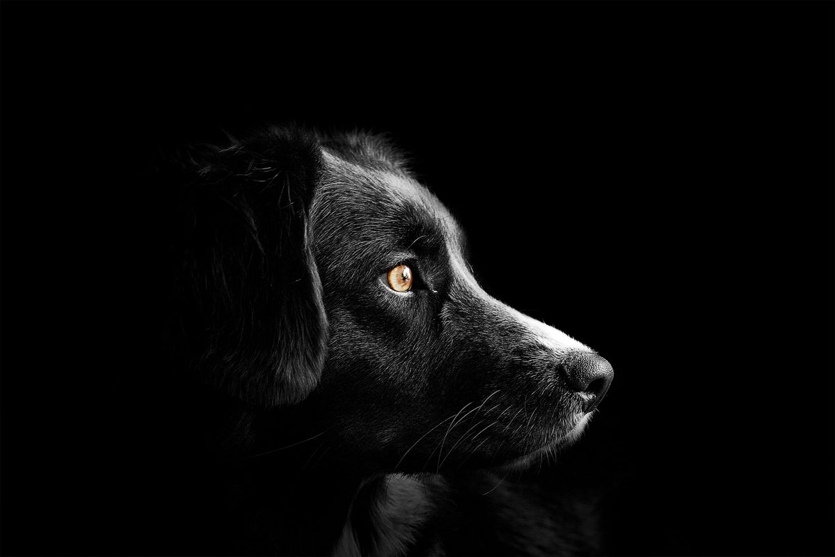 Chien Réactif en Balade : L'importance d'un collier confortable