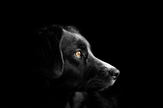gerer-chien-reactif-collier-confort