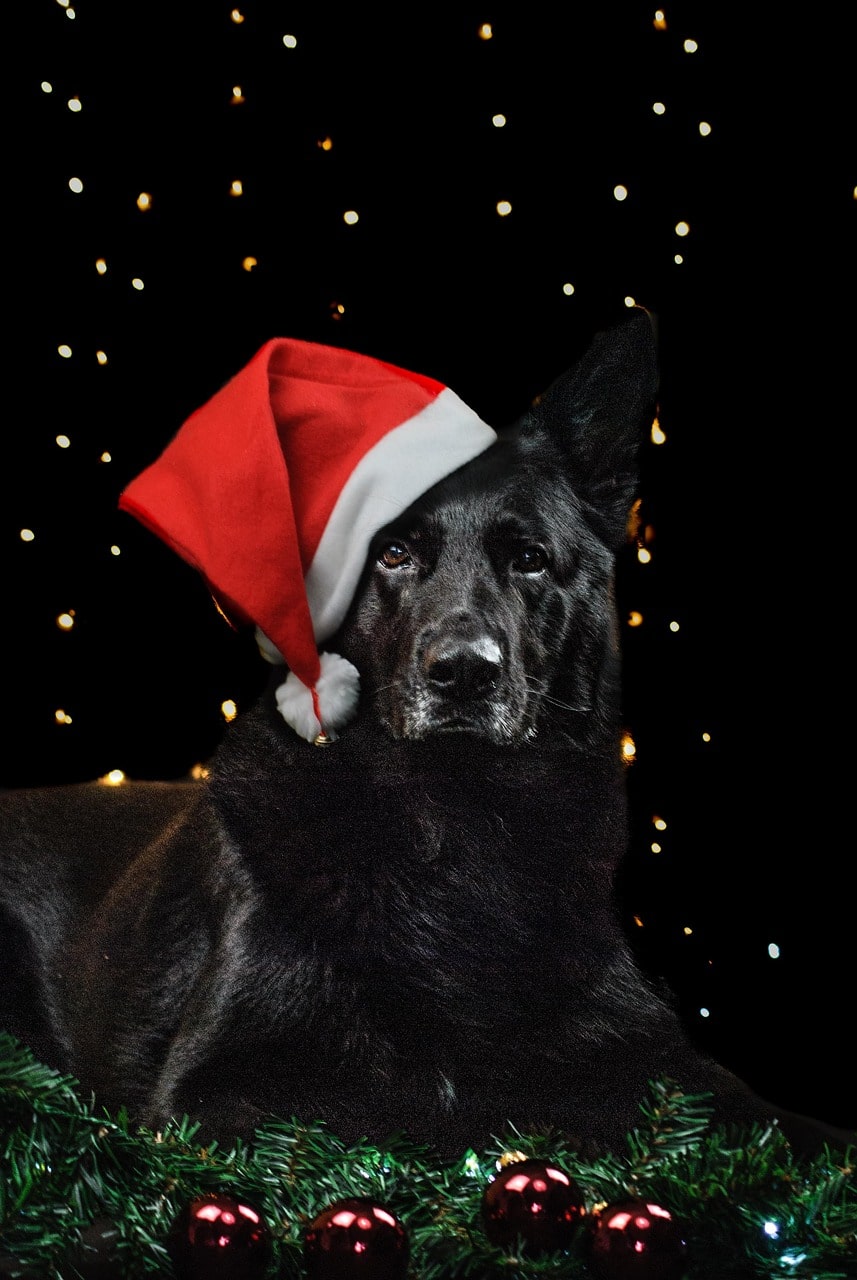 Cadeau Noël pour chien personnalisé : la touche unique qui fait la différence