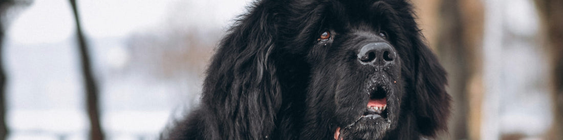 collier gros chien