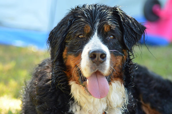 Collier pour Chien Large : Confort et Protection du cou