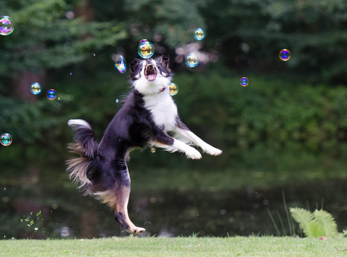 Pourquoi choisir un Collier pour Chien Personnalisé Brodé ?