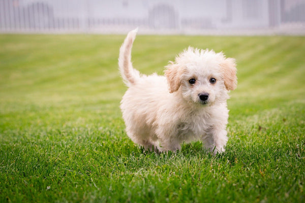 Collier pour Chiot : Comment choisir son tout premier collier ?