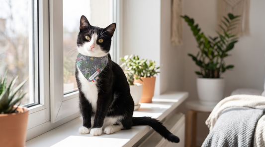 Chat noir et blanc portant un bandana à motif tropical