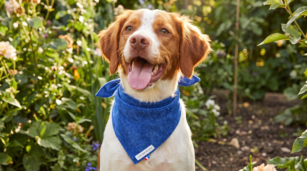 Comment Nouer un Bandana à Son Chien : le Tuto Pas à Pas