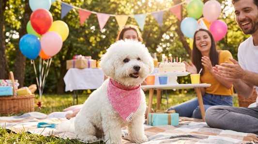 Petit chien Bichon portant un bandana motif sakura lors d'une fête d'anniversaire en extérieur