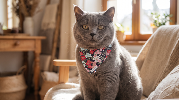 Cadeaux pour Chat : Nos Idées Collier + Bandana Assortis