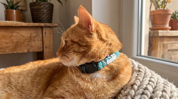 Comment Mesurer le Tour de Cou de Votre Chat