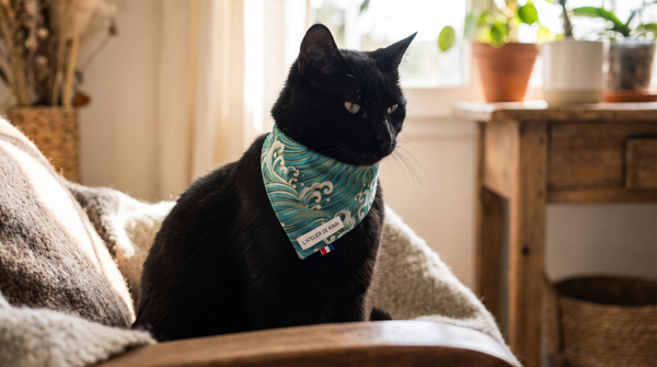 Chat et Chien Sous le Même Toit : Accessoires pour une Cohabitation Sereine