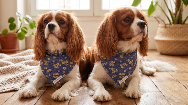 Duo Chat & Chien : des Accessoires Assortis pour Toute la Fratrie