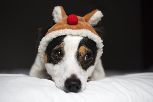 cadeau-de-noel-pour-chien-utile-et-durable