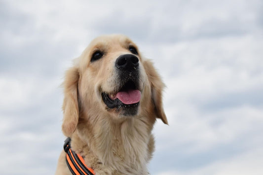 collier-chien-original-fantaisie-tendance