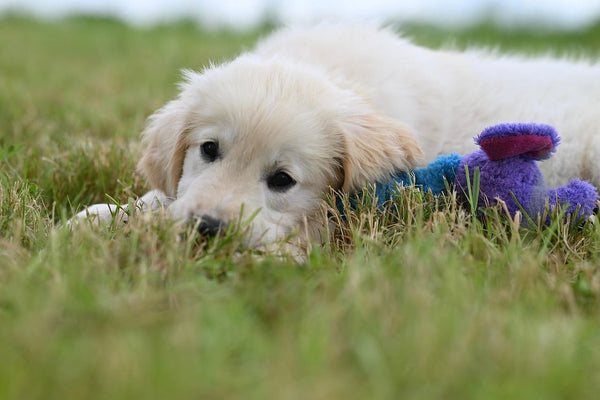 Quel Collier pour un Chiot ? Le Guide du premier accessoire
