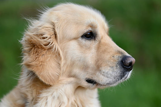 pourquoi-choisir-collier-chien-fait-main