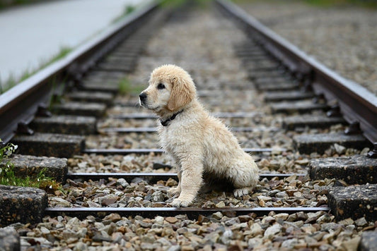 collier-chien-personnalise-prenom-guide