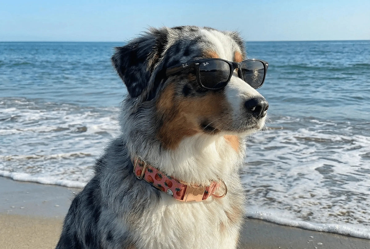 Collier Chien Personnalisé : Le Guide Sécurité & Style