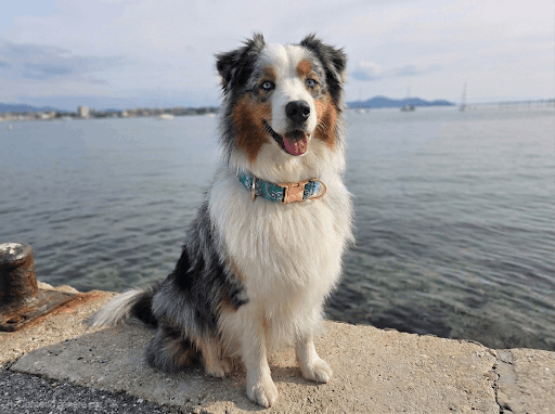 kinai-chien-mascotte-testeur-atelier