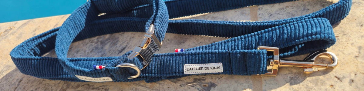 Pourquoi opter pour un kit collier et laisse assorti pour votre chien ?