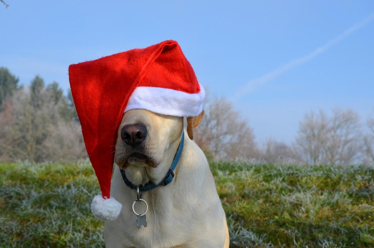 Cadeau Noël pour chien : nos idées originales et artisanales pour les fêtes