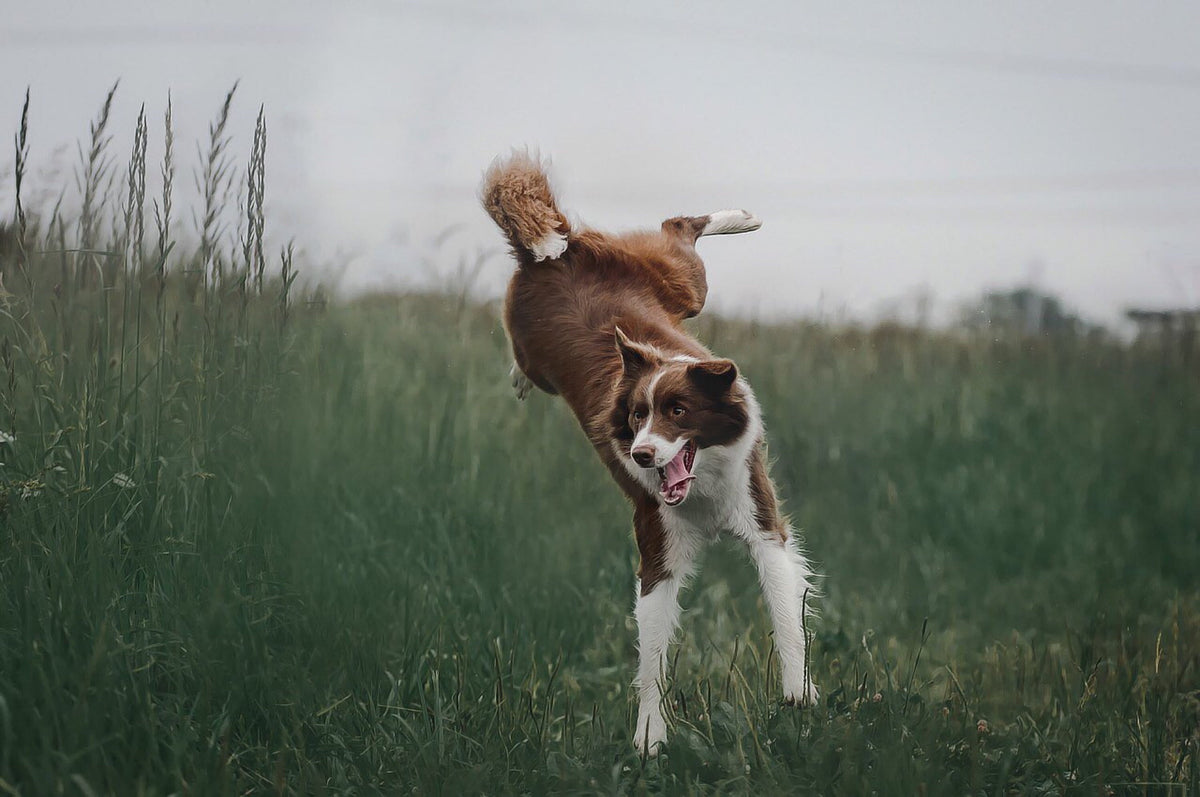Largeur de sangle de collier pour chien : Comment choisir ?
