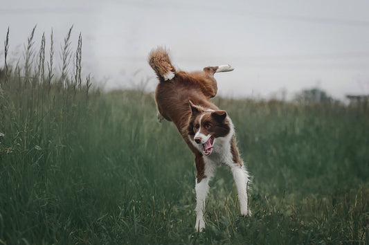 largeur-sangle-collier-chien-sportif