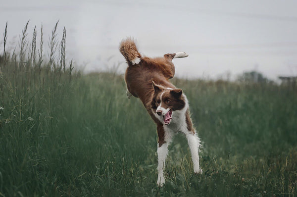 Largeur de sangle de collier pour chien : Comment choisir ?