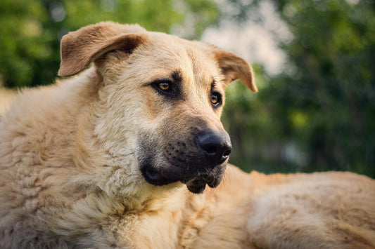 meilleur-collier-gros-chien-solide