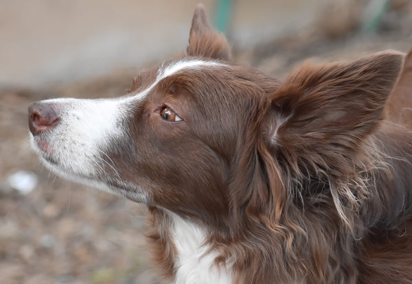 Quel est le meilleur matériau pour un collier de chien ?