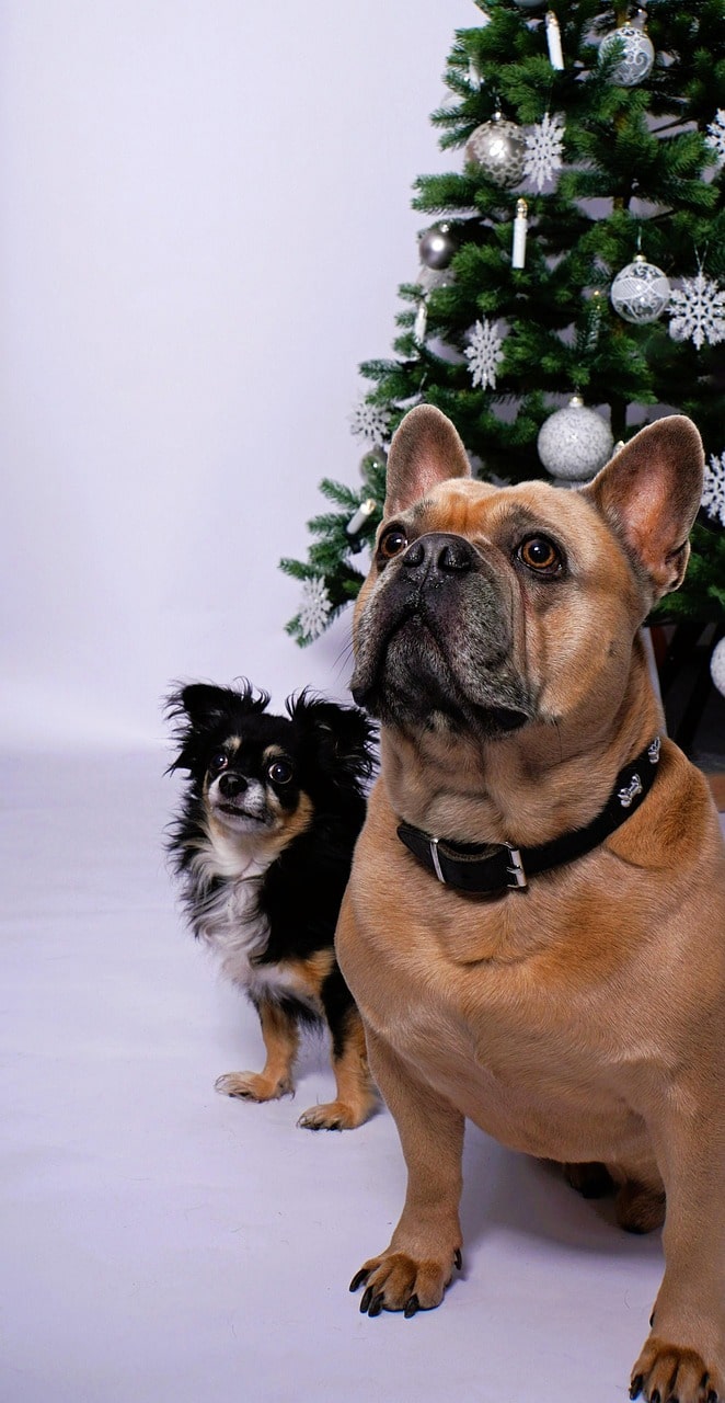 Cadeau pour un chien : nos plus belles idées pour Noël