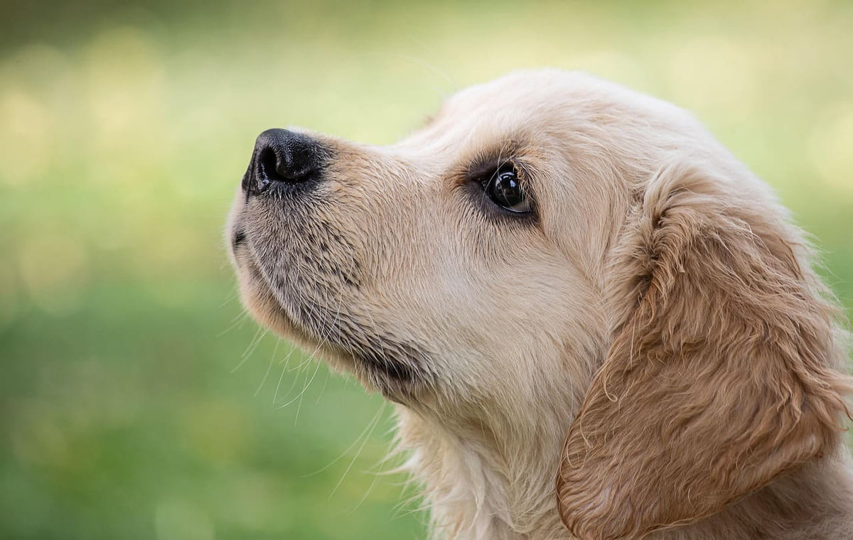 Collier pour Chien Made in France : Pourquoi choisir l'Artisanat ?