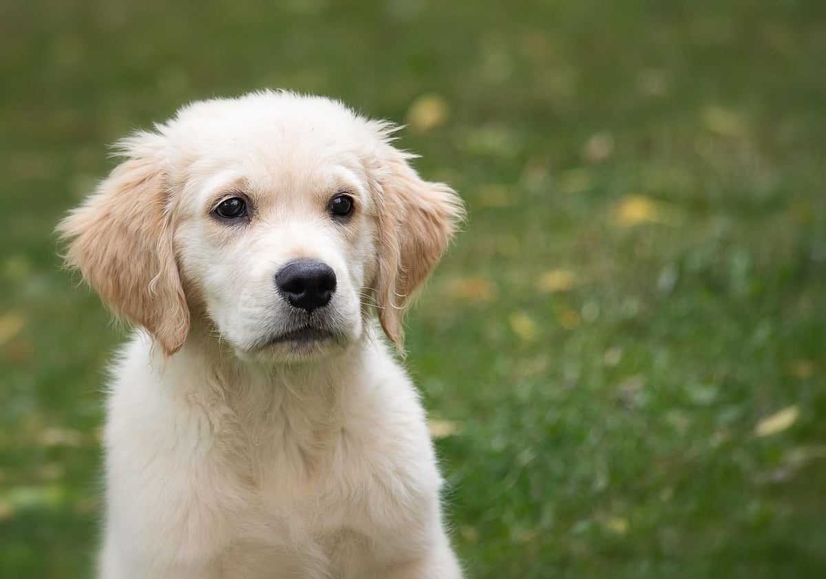 Cadeau pour Chien Original et Personnalisé : Nos Idées