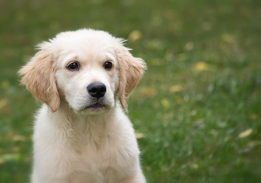 cadeau-for-chien-original-personnalise