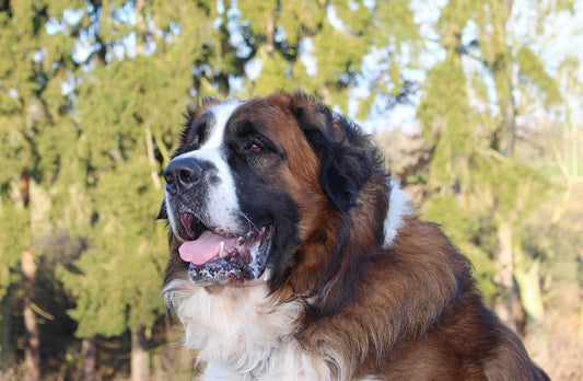 collier-chien-large-balade