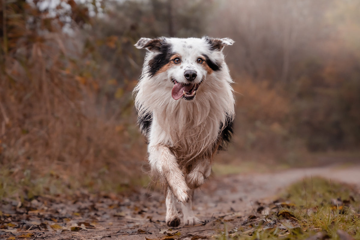 Poids de la bouclerie de collier : Quel impact sur le chien ?