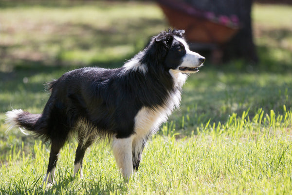 Collier Chien Tissu : Les avantages du textile artisanal