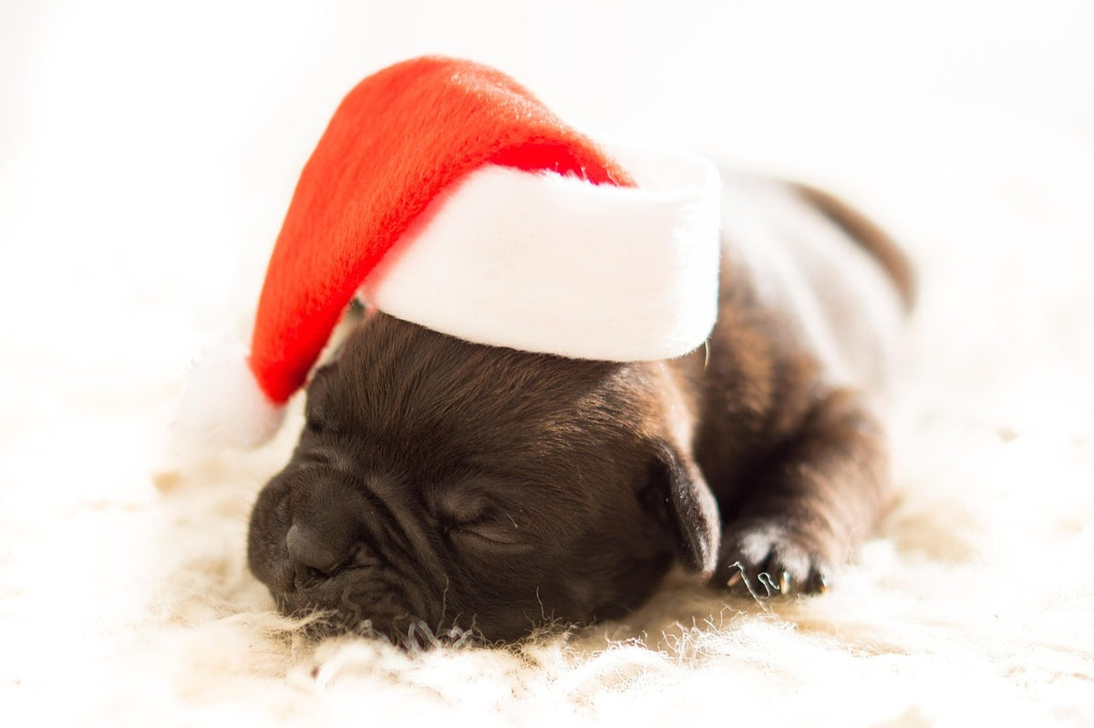 Cadeau Noël chien : pourquoi choisir une box de Noël personnalisée ?