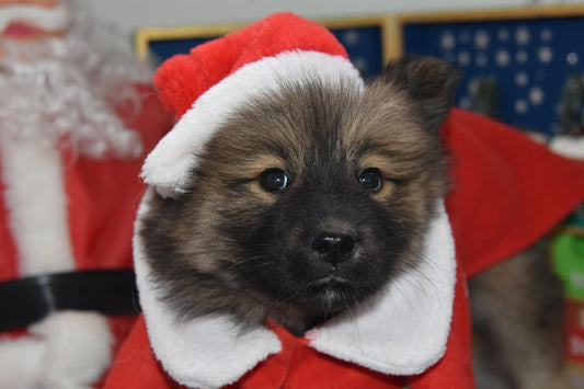 cadeau-original-pour-chien-idees-artisanales