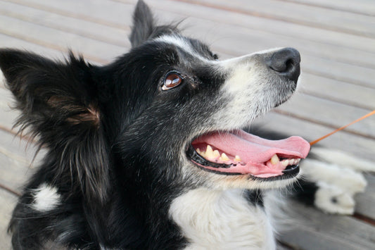reduire-anxiete-chien-balade-confort