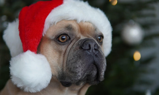 idee-cadeau-de-noel-pour-chien-box-artisanale