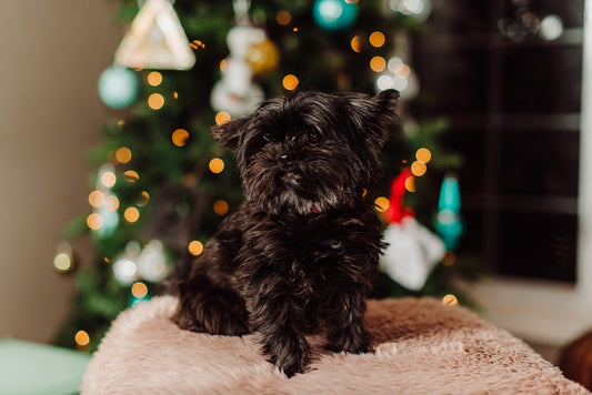 box-de-noel-pour-chien-contenu