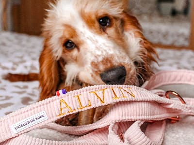 La Box de Noël idéale pour votre chien