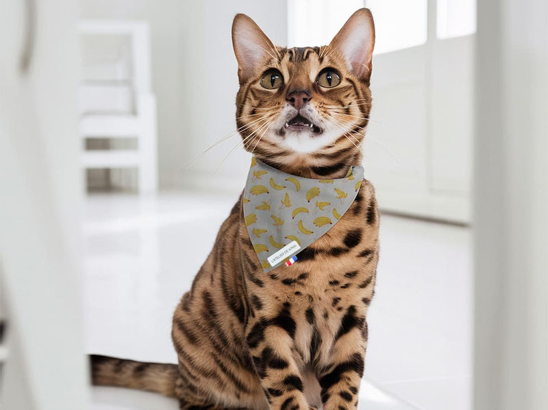 Bandana pour chat banane