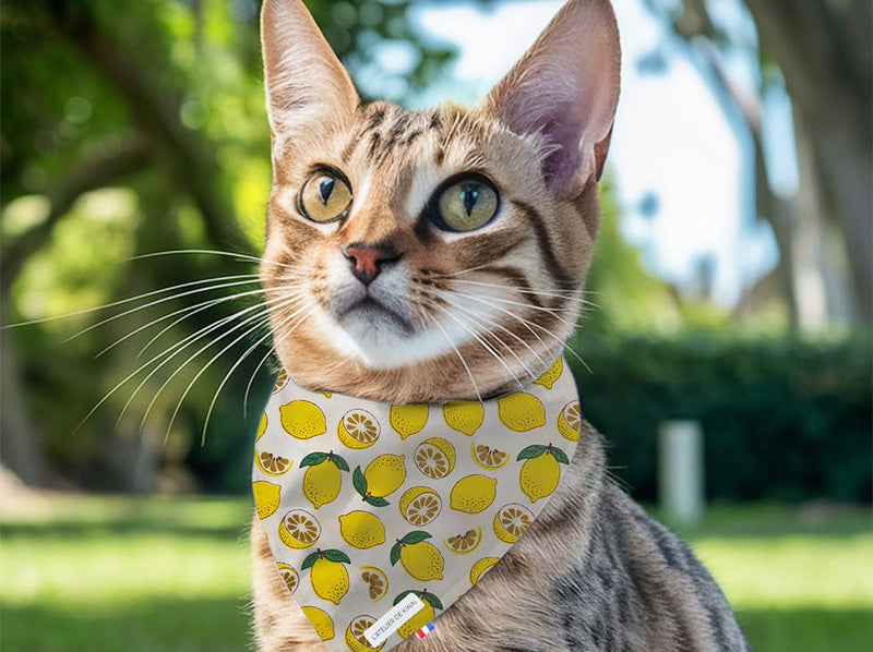 Bandana pour chat citron
